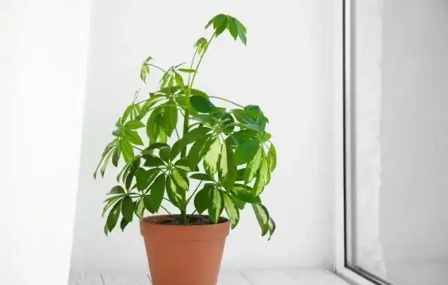 盆栽鴨腳木葉片變黃,葉子不斷掉落,這情況咋解決?