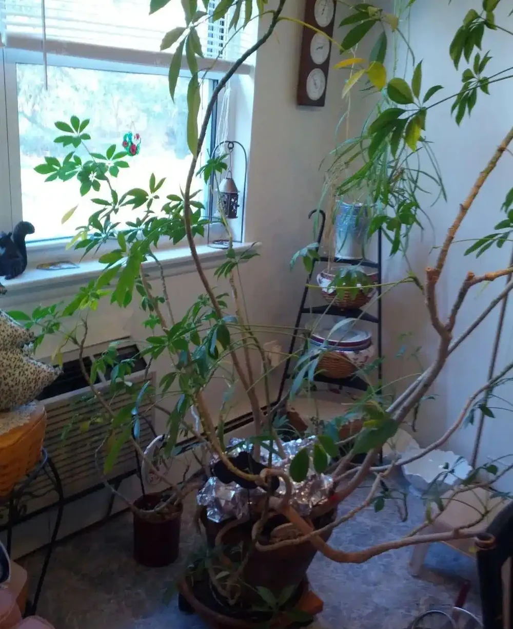 盆栽鴨腳木葉片變黃,葉子不斷掉落,這情況咋解決?