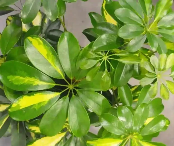 盆栽鴨腳木葉片變黃,葉子不斷掉落,這情況咋解決?