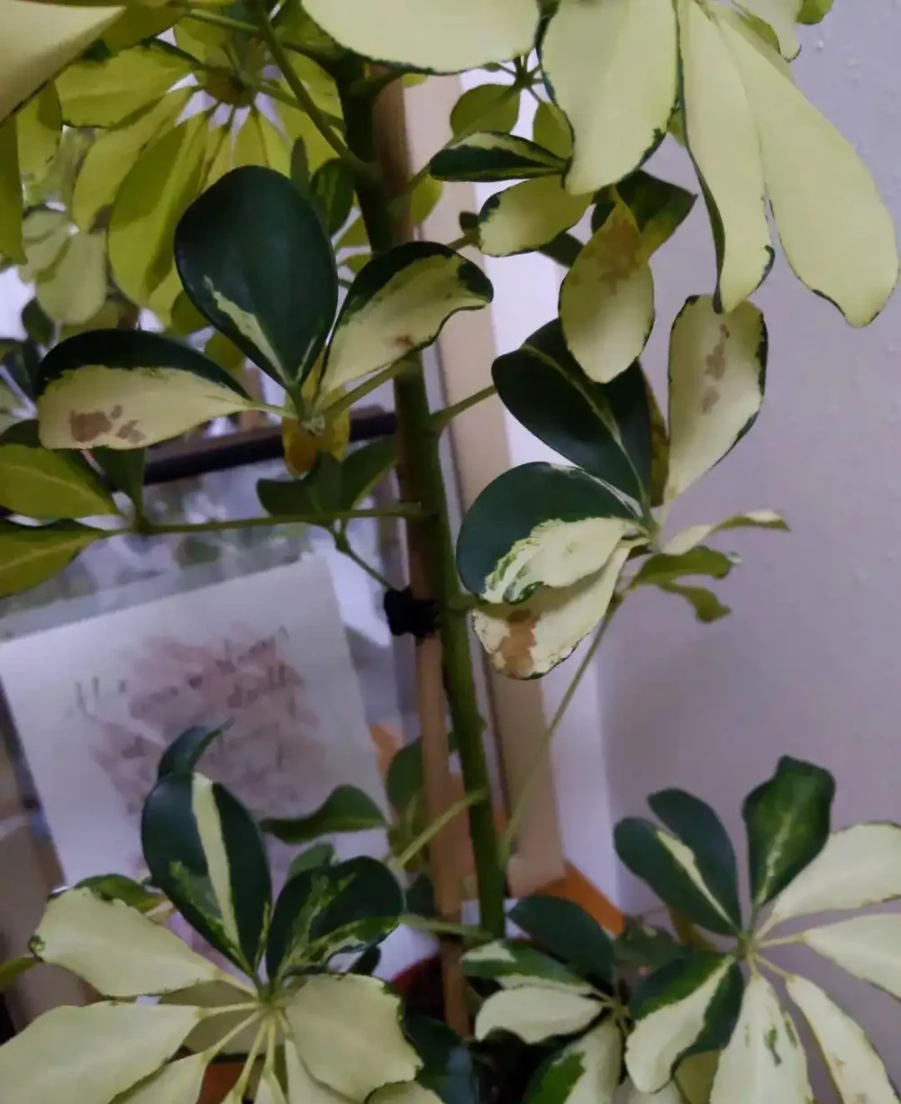 盆栽鴨腳木葉片變黃,葉子不斷掉落,這情況咋解決?