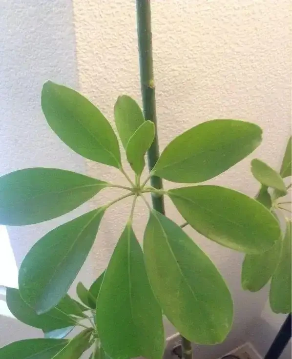 盆栽鴨腳木葉片變黃,葉子不斷掉落,這情況咋解決?
