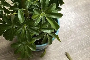 盆栽鴨腳木葉片變黃，葉子不斷掉落，這情況咋解決？
