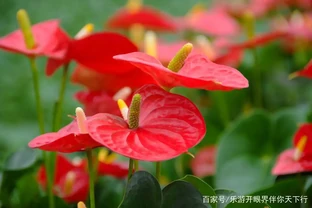 火鶴花：美豔的外表藏著一顆毒心的「蛇蠍美人」