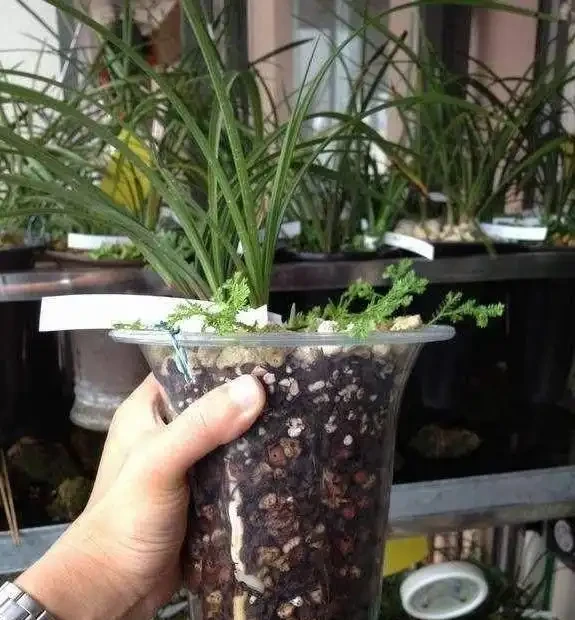 花盆太深,是否可以在盆底部墊泡沫?
