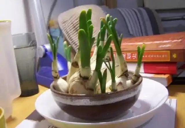 家養中國水仙,3種自制營養液能派上用場,根莖一吸收,長勢旺10倍