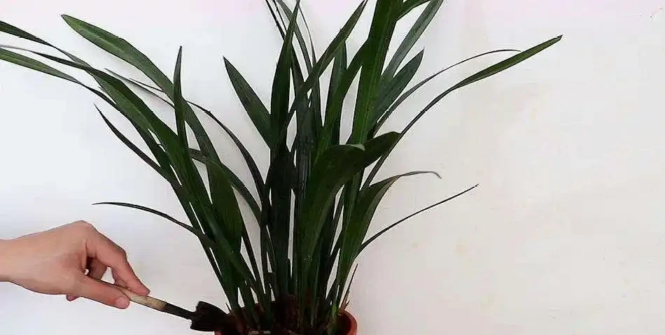 蘭花養護過程中出現焦尖是怎麼回事,如何救治?