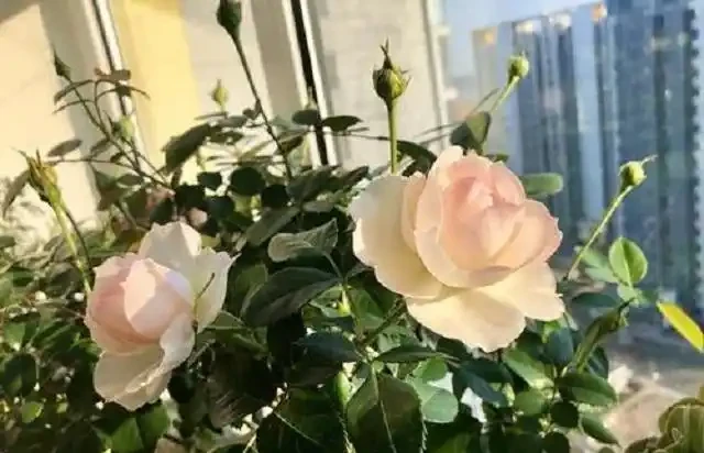 玫瑰夏天怎麼養才不死？牢記一口訣，一動二曬三修剪，讓它呼呼長