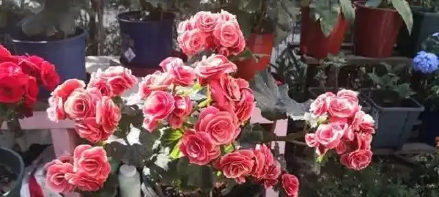 玫瑰夏天怎麼養才不死？牢記一口訣，一動二曬三修剪，讓它呼呼長