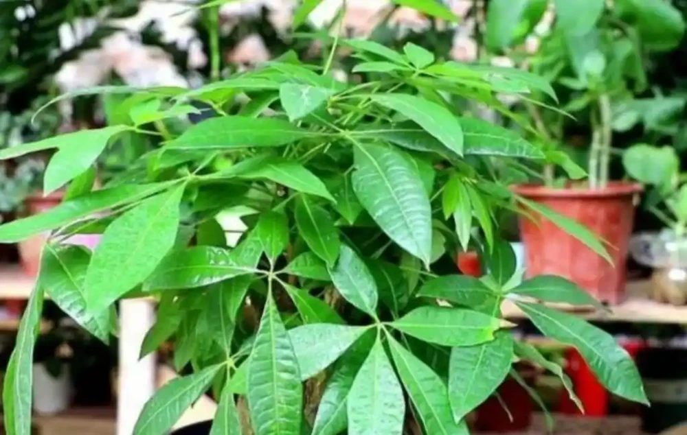 家裡養發財樹,葉子發黃,教你這樣處理,長得濃綠又旺盛