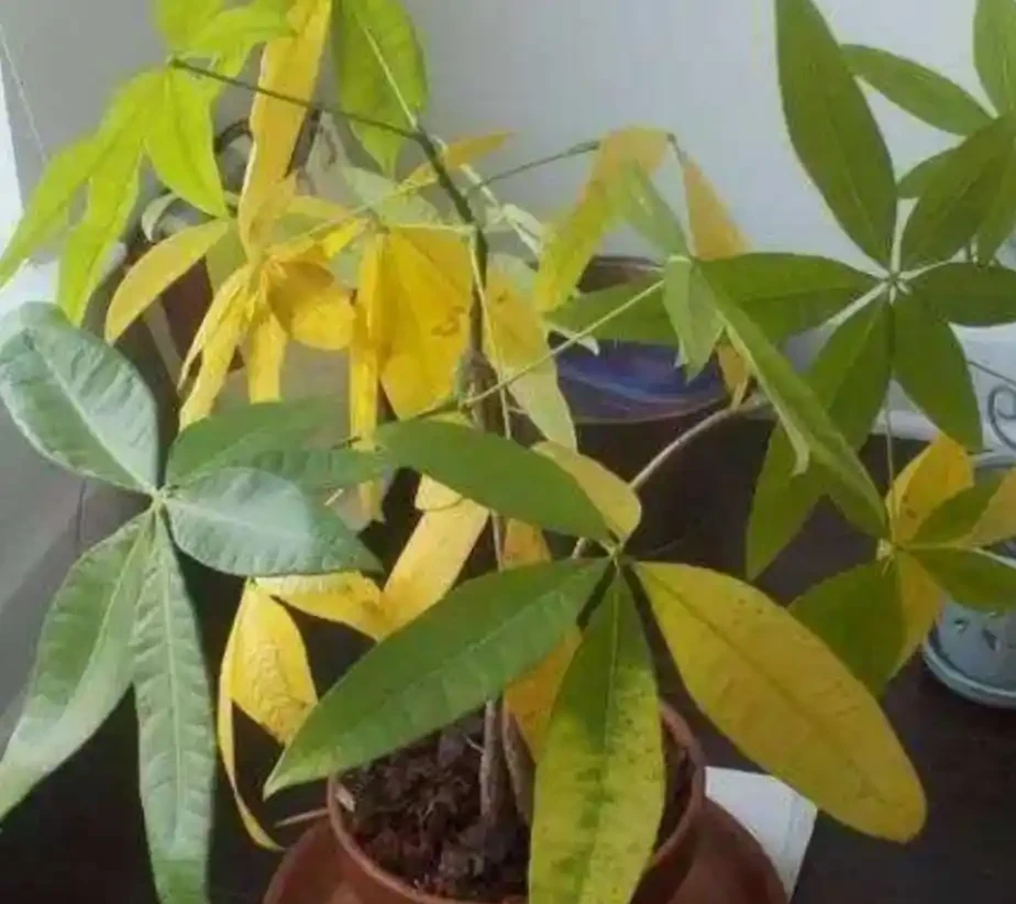 家裡養發財樹,葉子發黃,教你這樣處理,長得濃綠又旺盛