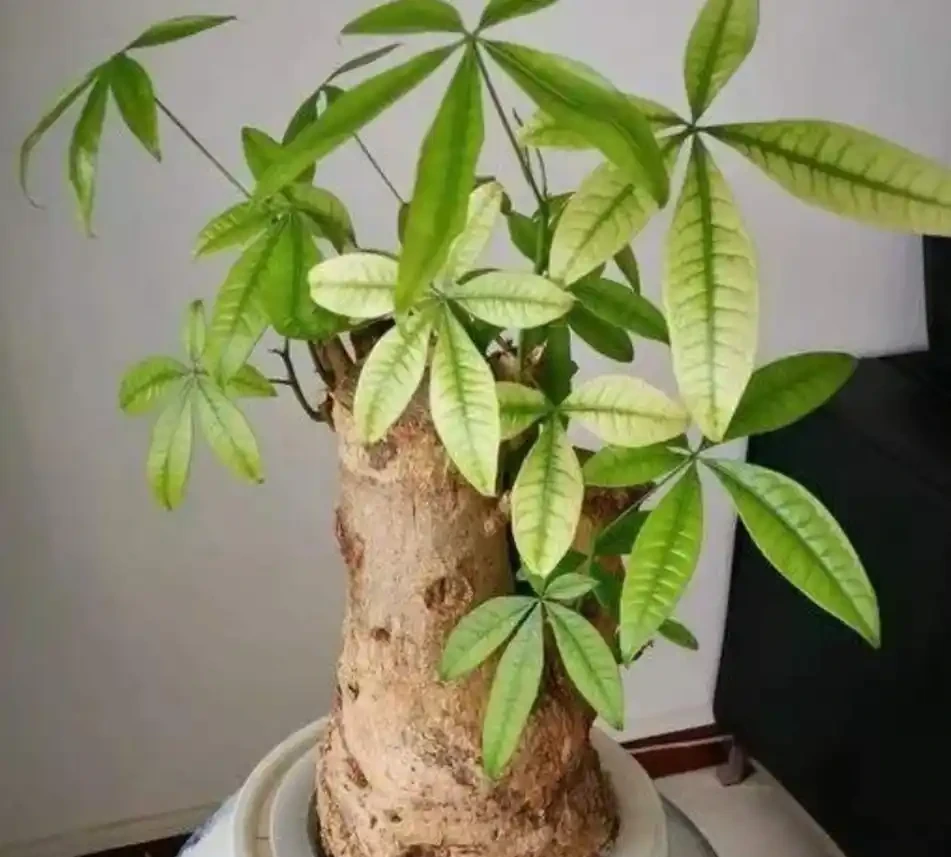 家裡養發財樹,葉子發黃,教你這樣處理,長得濃綠又旺盛