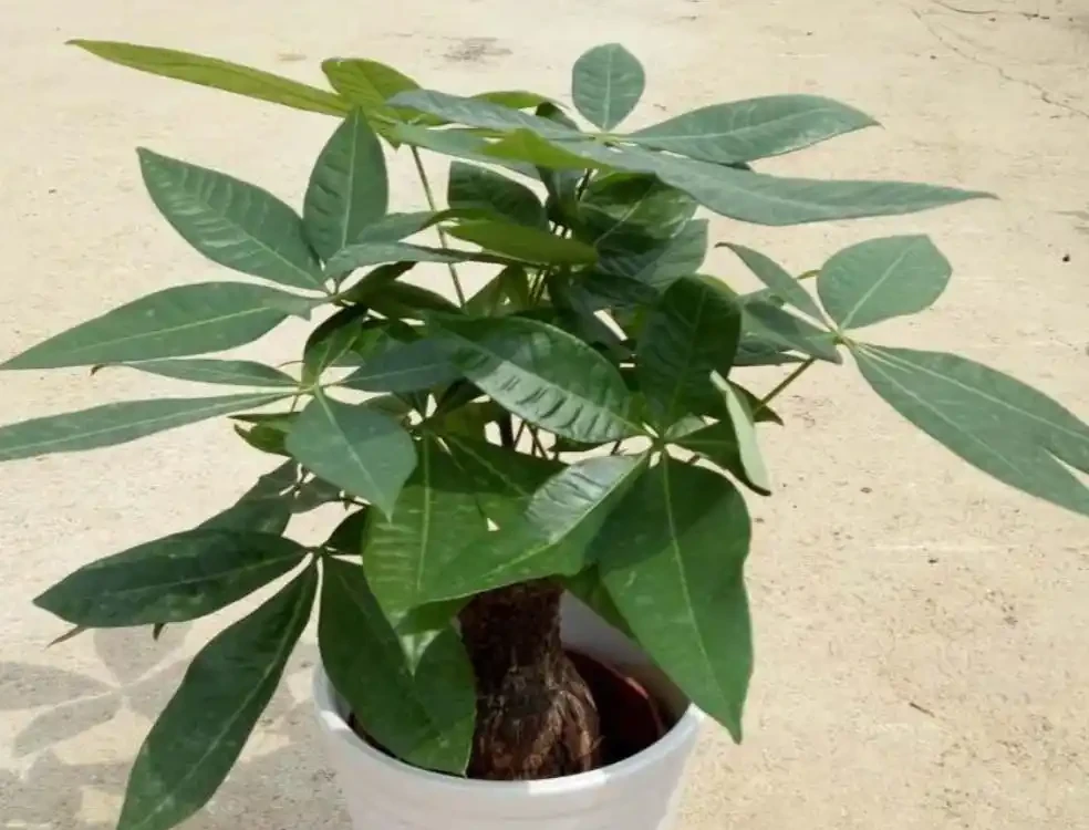 家裡養發財樹,葉子發黃,教你這樣處理,長得濃綠又旺盛