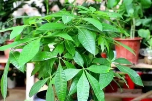 家裡養發財樹，葉子發黃，教你這樣處理，長得濃綠又旺盛