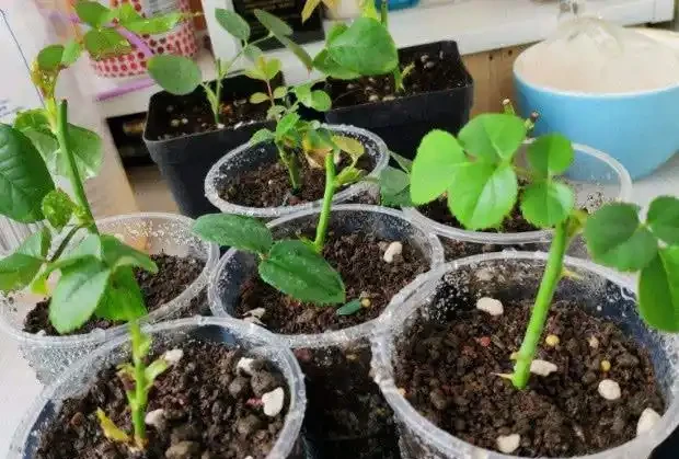 插枝月季只長新葉不長根？2種處理方法，提高成活率