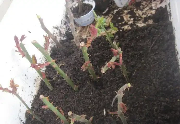 插枝月季只長新葉不長根？2種處理方法，提高成活率
