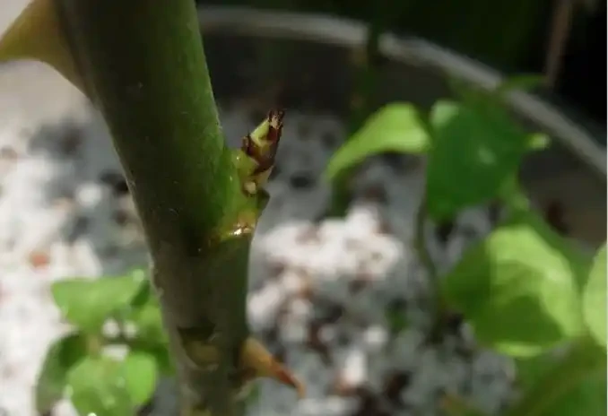 插枝月季只長新葉不長根？2種處理方法，提高成活率