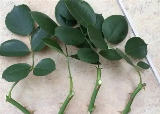 插枝月季只長新葉不長根？2種處理方法，提高成活率