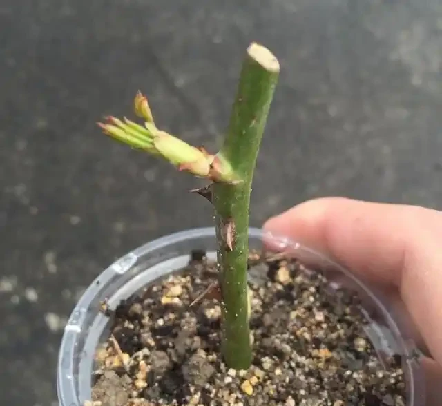 插枝月季只長新葉不長根？2種處理方法，提高成活率