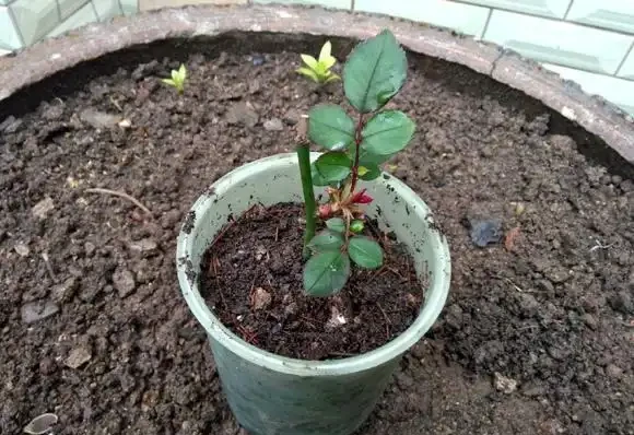 插枝月季只長新葉不長根？2種處理方法，提高成活率