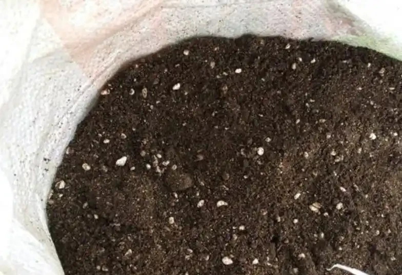插枝月季只長新葉不長根？2種處理方法，提高成活率