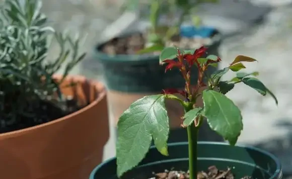 插枝月季只長新葉不長根？2種處理方法，提高成活率
