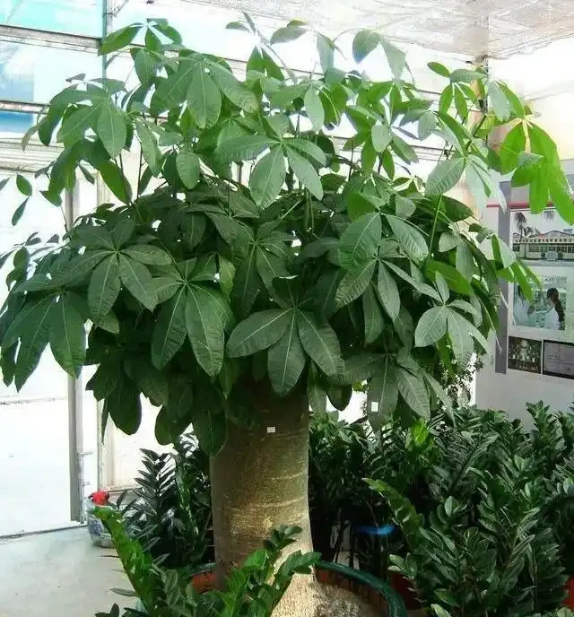 淘米水兌點它,營養足酸性大,發財樹澆一點,新葉新芽一起冒