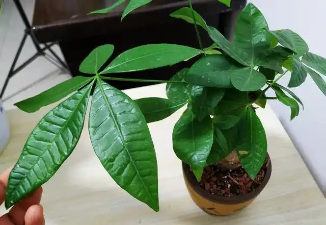 淘米水兌點它,營養足酸性大,發財樹澆一點,新葉新芽一起冒