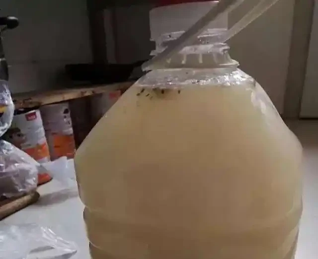 淘米水兌點它,營養足酸性大,發財樹澆一點,新葉新芽一起冒