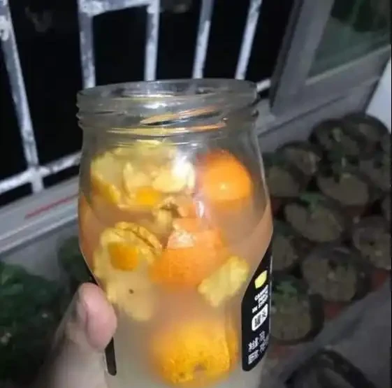 淘米水兌點它,營養足酸性大,發財樹澆一點,新葉新芽一起冒