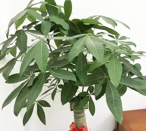淘米水兌點它，營養足酸性大，發財樹澆一點，新葉新芽一起冒