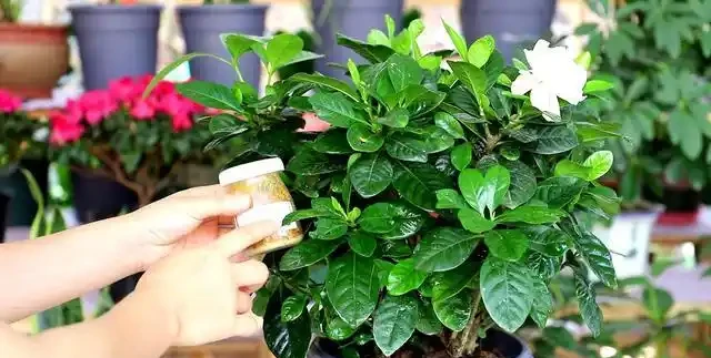 養梔子花,別亂澆磷酸二氫鉀,一年能開200天,爆花滿室香