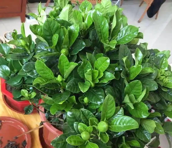 養梔子花,別亂澆磷酸二氫鉀,一年能開200天,爆花滿室香