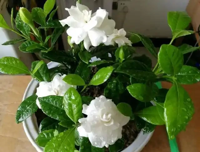 養梔子花,別亂澆磷酸二氫鉀,一年能開200天,爆花滿室香