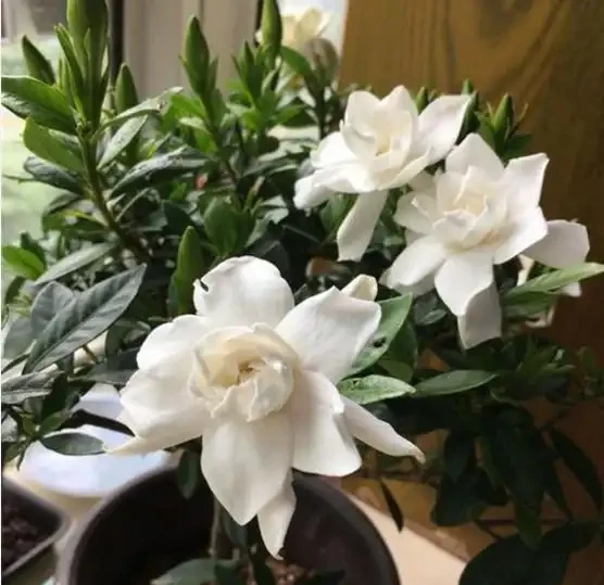 養梔子花,別亂澆磷酸二氫鉀,一年能開200天,爆花滿室香