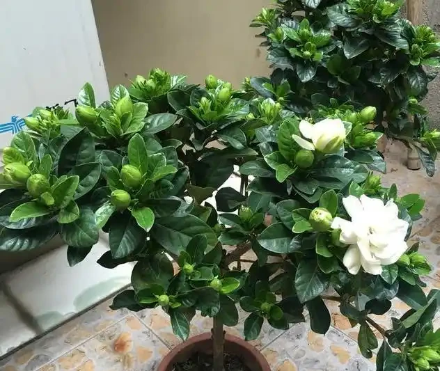 養梔子花,別亂澆磷酸二氫鉀,一年能開200天,爆花滿室香