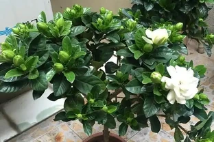 養梔子花，別亂澆磷酸二氫鉀，一年能開200天，爆花滿室香