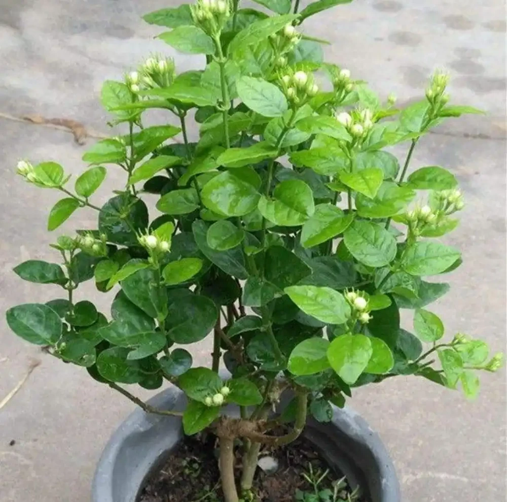 用淘米水養花,到底好不好?利弊有這幾點
