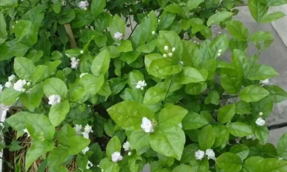 家裡花草長得旺，經常給它澆4種「肥水」，營養全面
