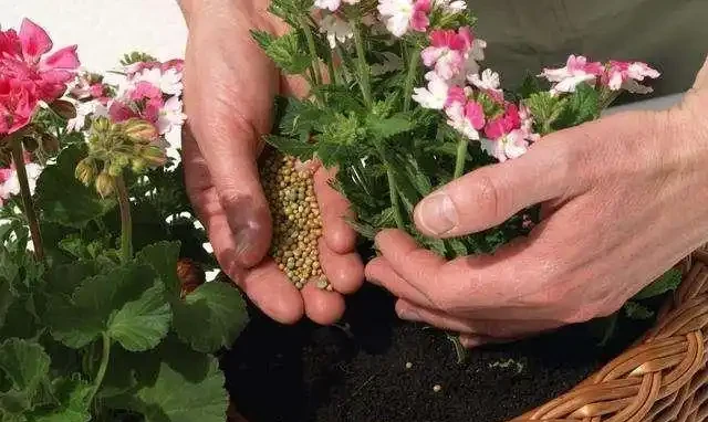 養花不用多花錢,只需3種肥,用對時機,足夠養100盆花