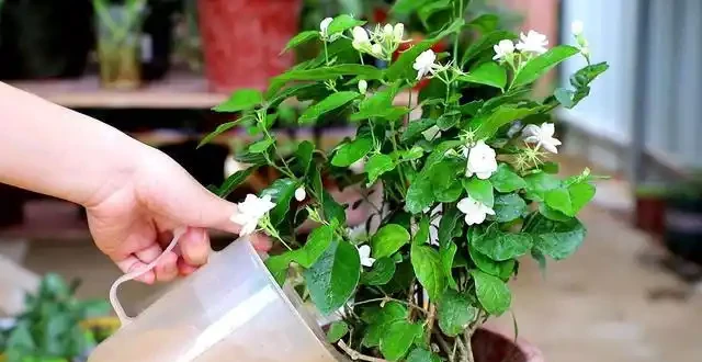 養花不用多花錢,只需3種肥,用對時機,足夠養100盆花