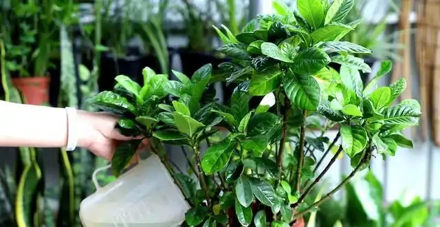 養花不用多花錢,只需3種肥,用對時機,足夠養100盆花