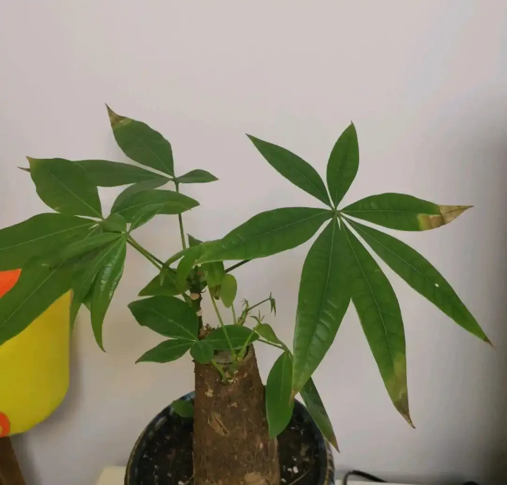 買回來幾天的發財樹葉片就發軟幹尖?換個位置就恢復,不要瞎折騰