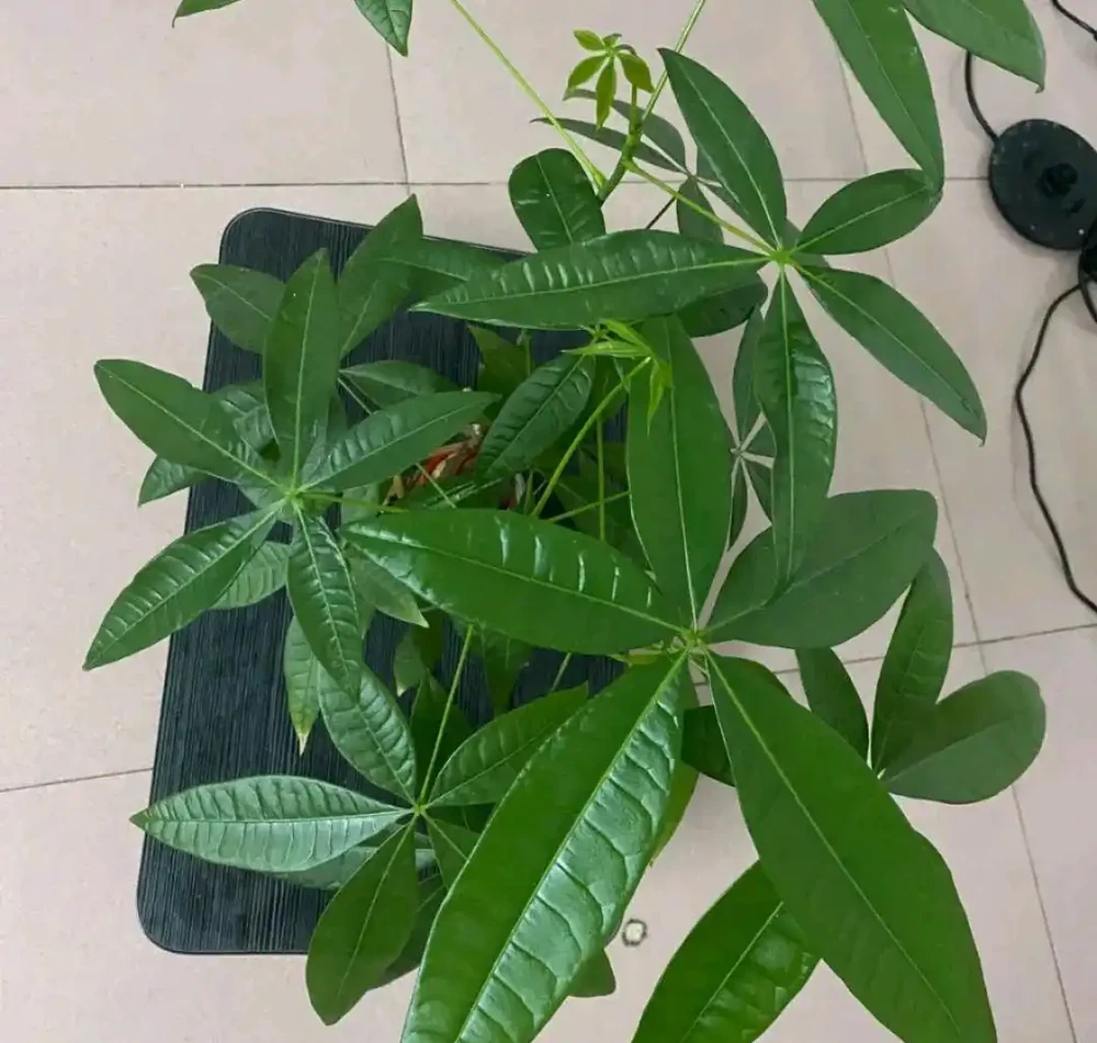買回來幾天的發財樹葉片就發軟幹尖?換個位置就恢復,不要瞎折騰