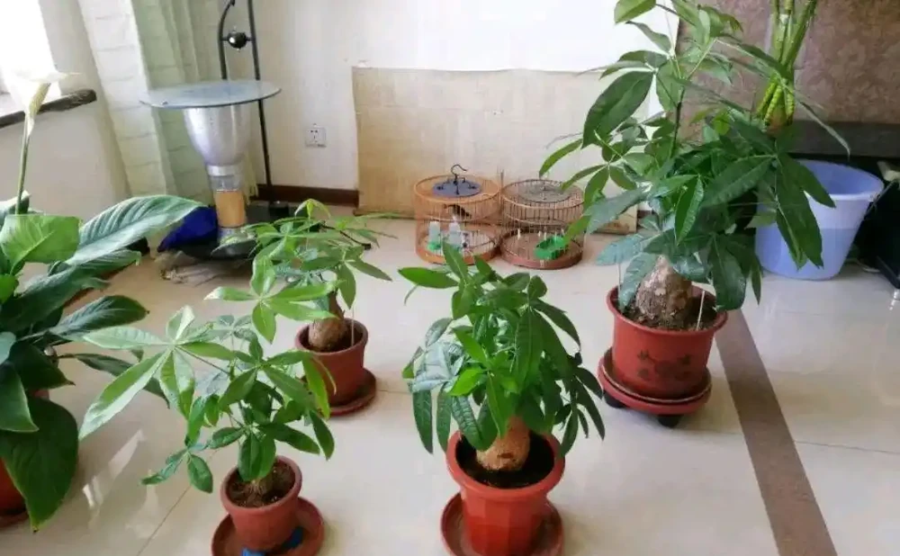 買回來幾天的發財樹葉片就發軟幹尖?換個位置就恢復,不要瞎折騰