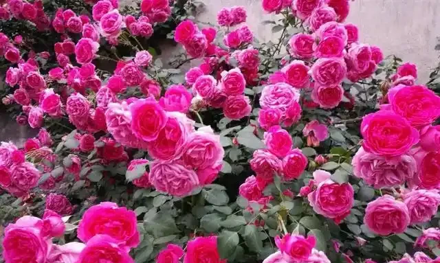 最容易爬藤的4種月季，5月開成「一面」花牆，開花上百朵