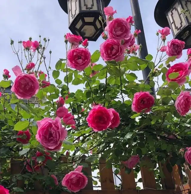 最容易爬藤的4種月季，5月開成「一面」花牆，開花上百朵