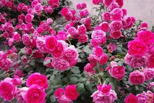 最容易爬藤的4種月季，5月開成「一面」花牆，開花上百朵