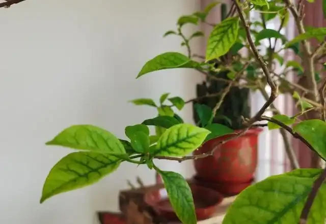 土壤鹼化缺鐵,九重葛的葉子變這樣