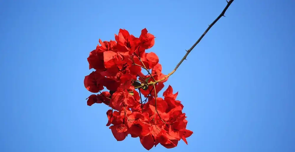 九重葛開花時,使用硫酸亞鐵有「技巧」,做好4件事,見效快