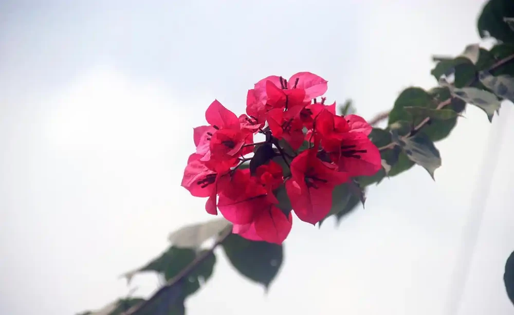 九重葛開花時,使用硫酸亞鐵有「技巧」,做好4件事,見效快